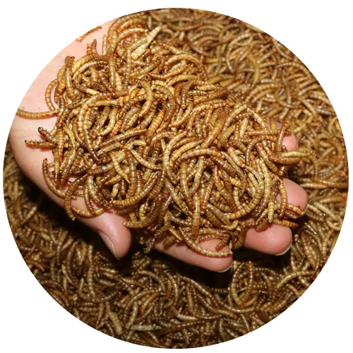 Insect Protein Animal Feed Yellow mealworms for Pet Chicken Bird Fish Dried Meal Worm