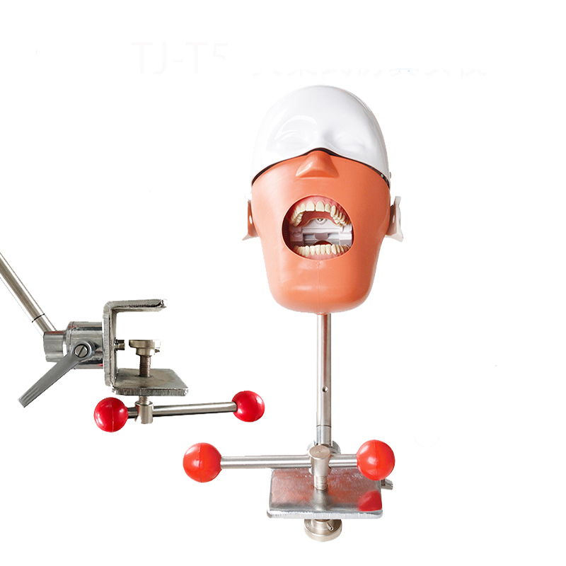 Dental Student Training Model PVC Teeth Head Manikin Equipment Medical Science Usage