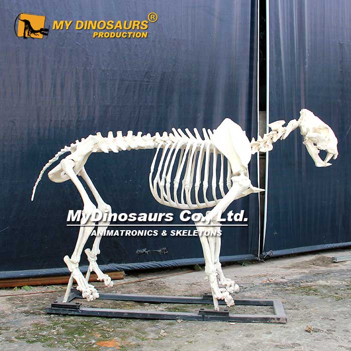 MY DINO AS015 Animal Park Simulation Animal Model Life Size Lion Skeleton