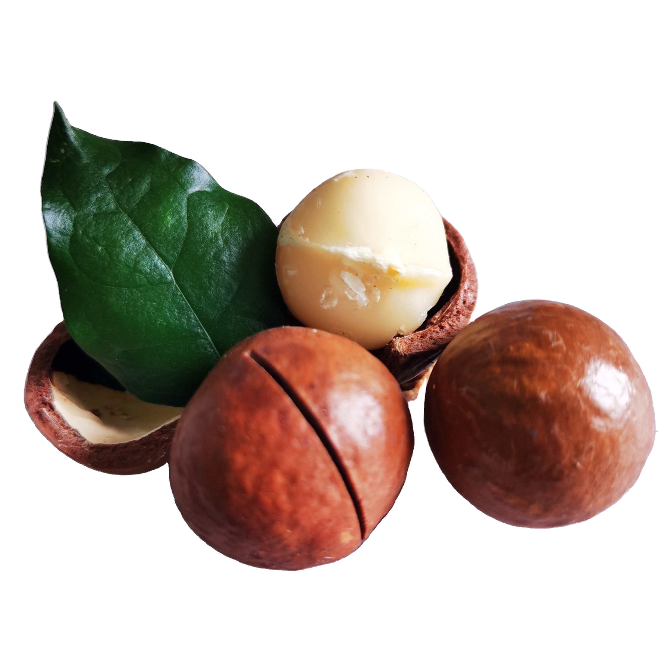 Hot sale cheap price New Crop macadamia nuts in shell