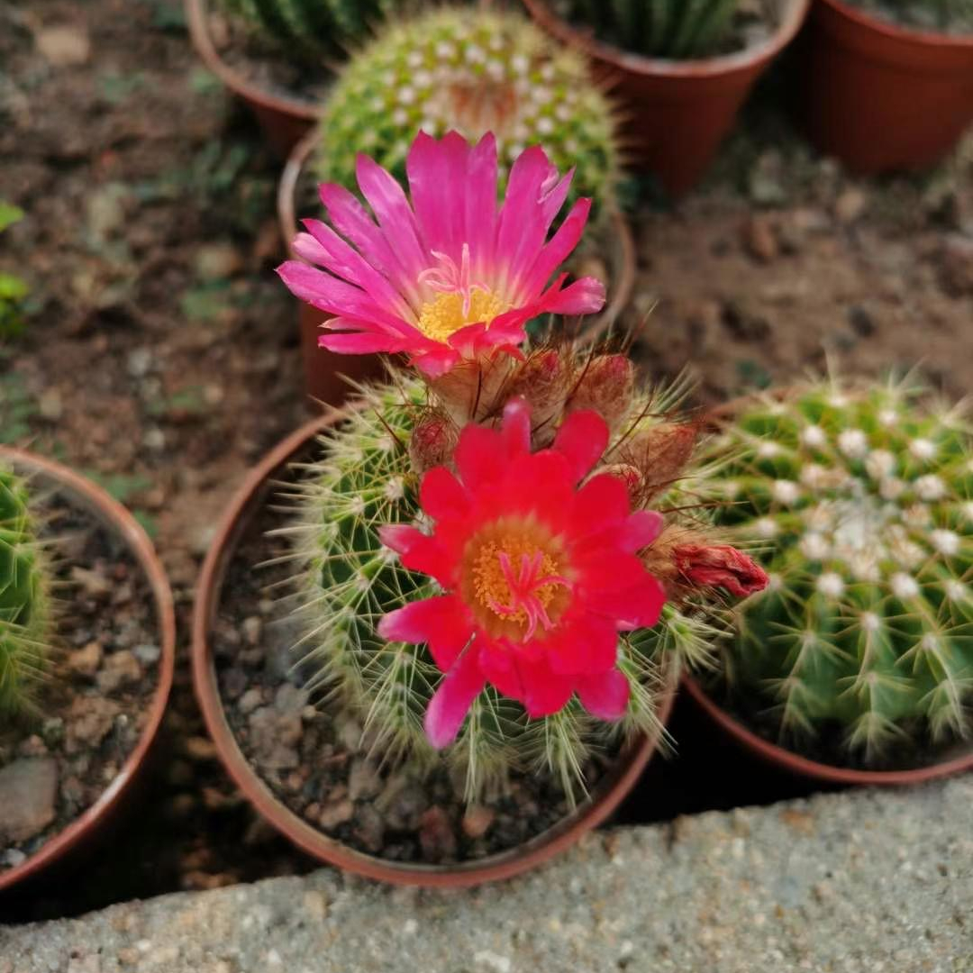 Оптовая продажа домашних комнатных растений, живое древесное растение, Notocactus, реалистичные кактусы, натуральные семена, живые растения, украшение для детской комнаты