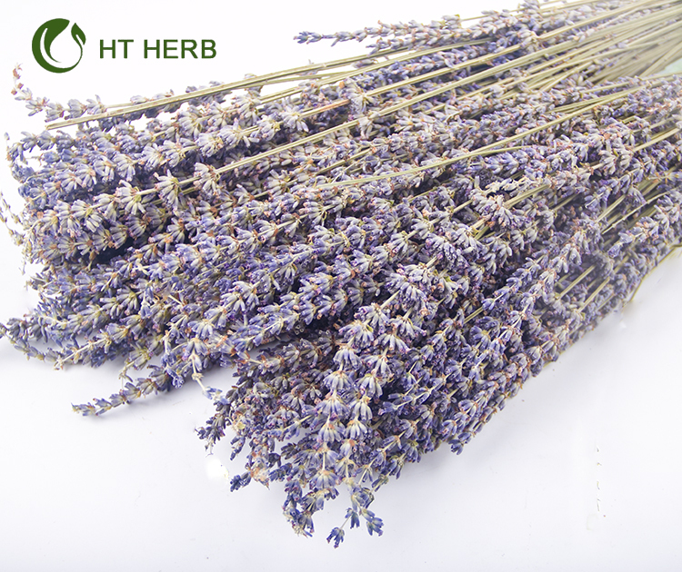 Free sample Preserved flower Garden decoration material dried lavender natural flower