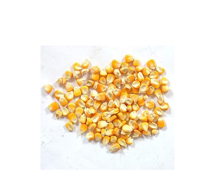 Bulk Dry Yellow Corn