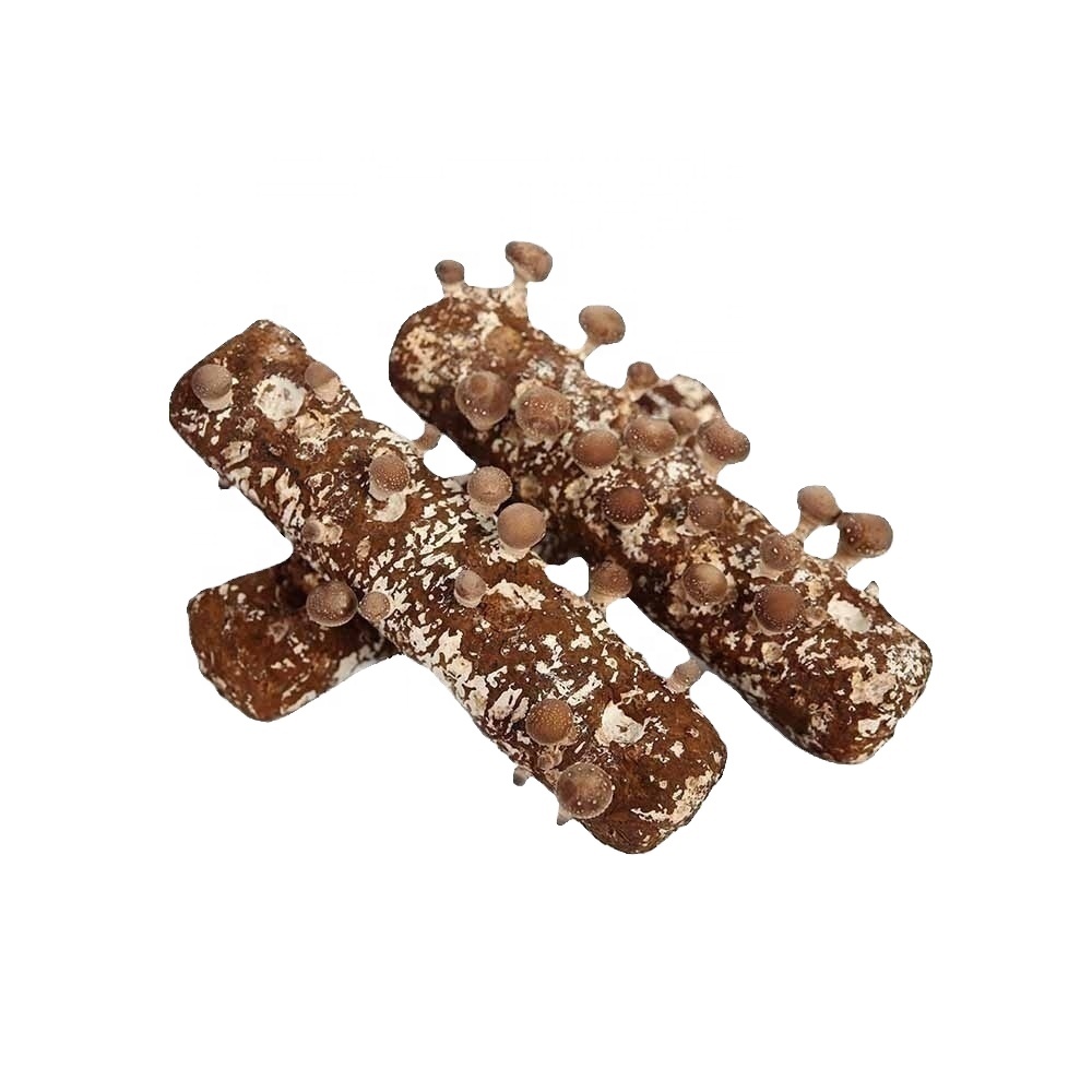 Easy to cultivate best quality shiitake mushroom seed