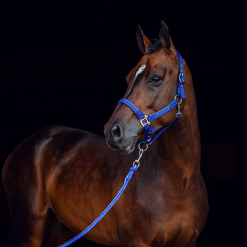 Professional Manufacturer Custom Horse Riding Halter With Cotton Lead Rope High Quality Equestrian Equine Equipment