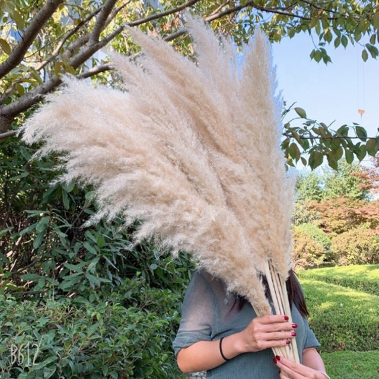 YAYUN CH2042 Hot Selling Home Decor Natural Dried Flower Pampas Grass