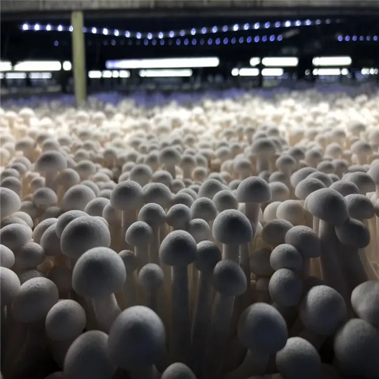 Hot Sale Prevent Diabetes Commercially Cultivated Mushroom Shiitake Mushroom Fungi