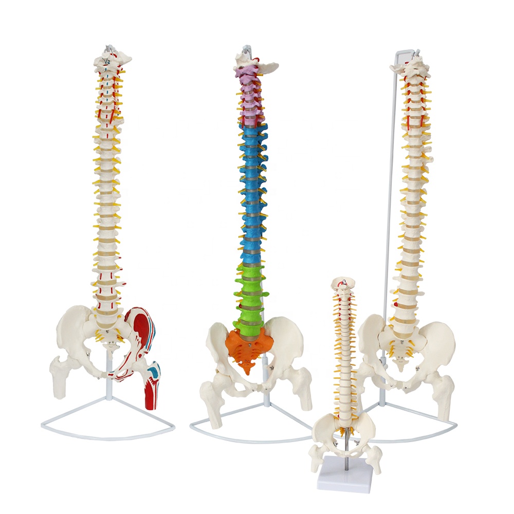 Lumbar Spinal Column Model FOREST 4 Kinds Medical Science 3D Bone Anatomy Spine Model Flexible Bend Human Skeleton