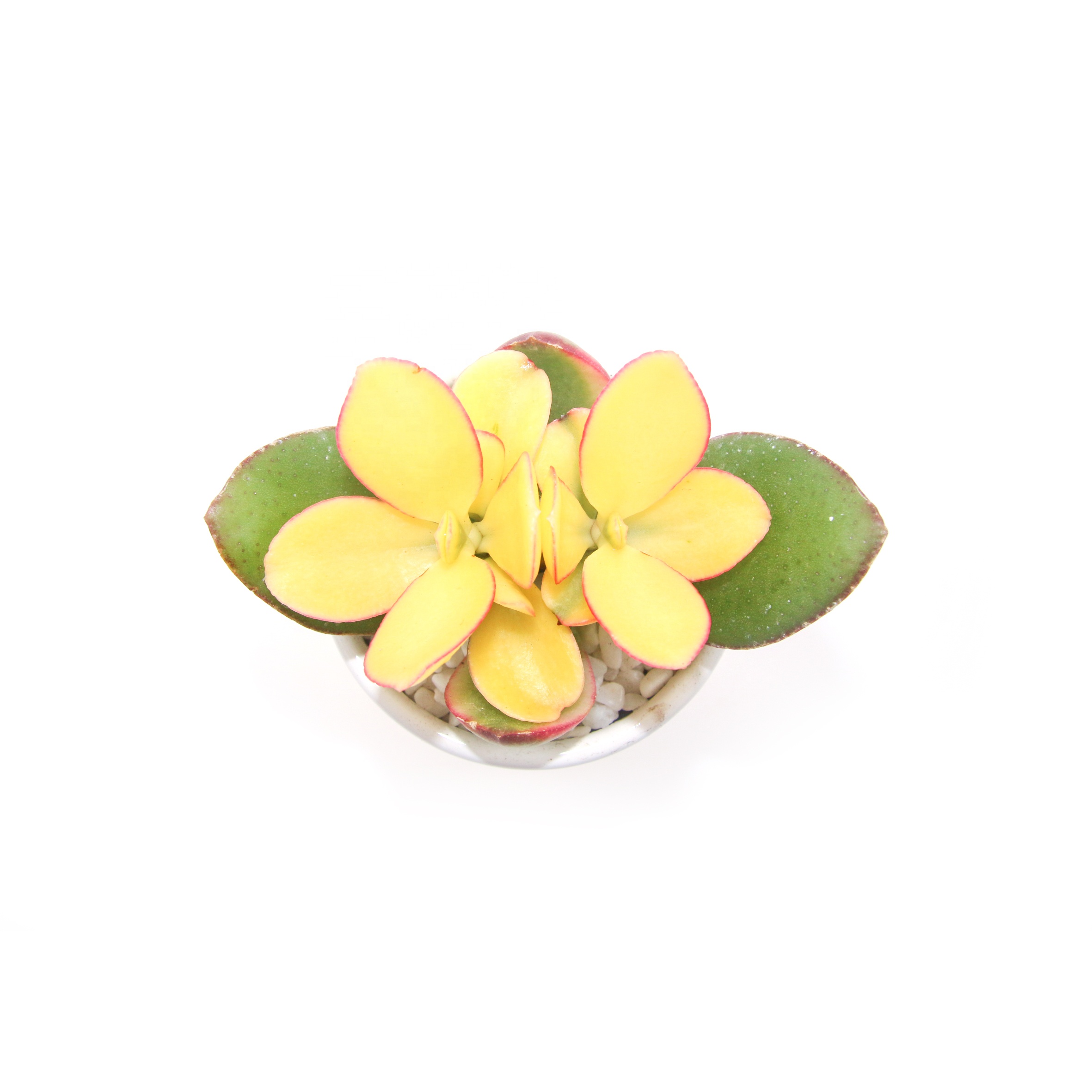 Красочные Прекрасные и красивые суккуленты Crassula obliqua f. variegata для праздничного подарка