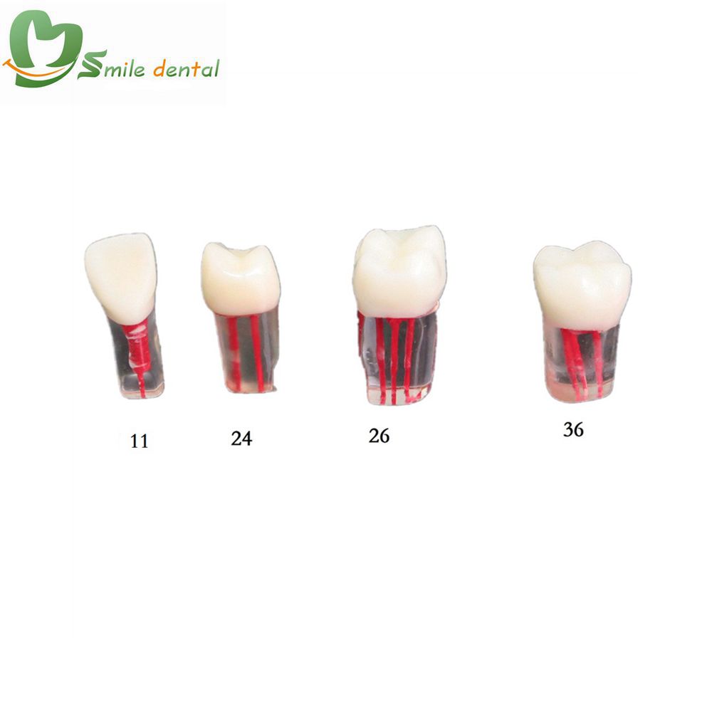 Endo canal dental practice teeth 4 teeth