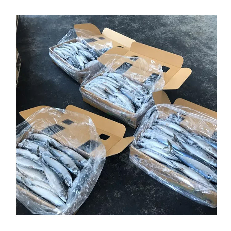 FROZEN PACIFIC MACKEREL W/R