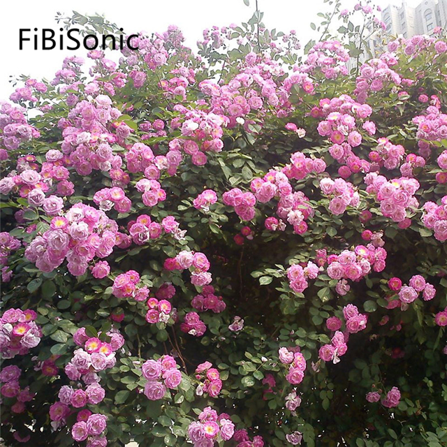 FiBiSonic 200 шт./пакет Роза цветок семена ароматные семена цветов сад Восхождение Семена