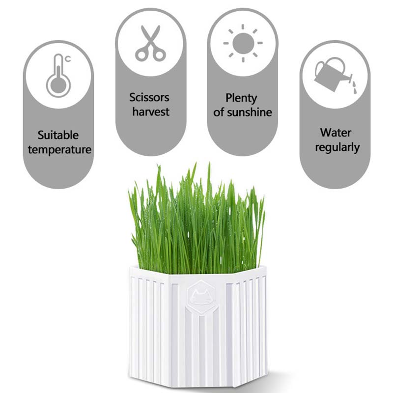 Cat snack seed breeding hydroponic planting kit cat grass cat supplies