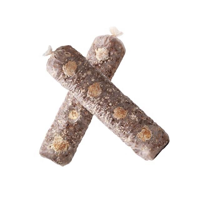 Семена для выращивания грибов shiitake
