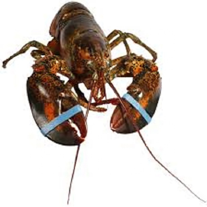 Live Canadian Lobsters Frozen Box Style Packaging