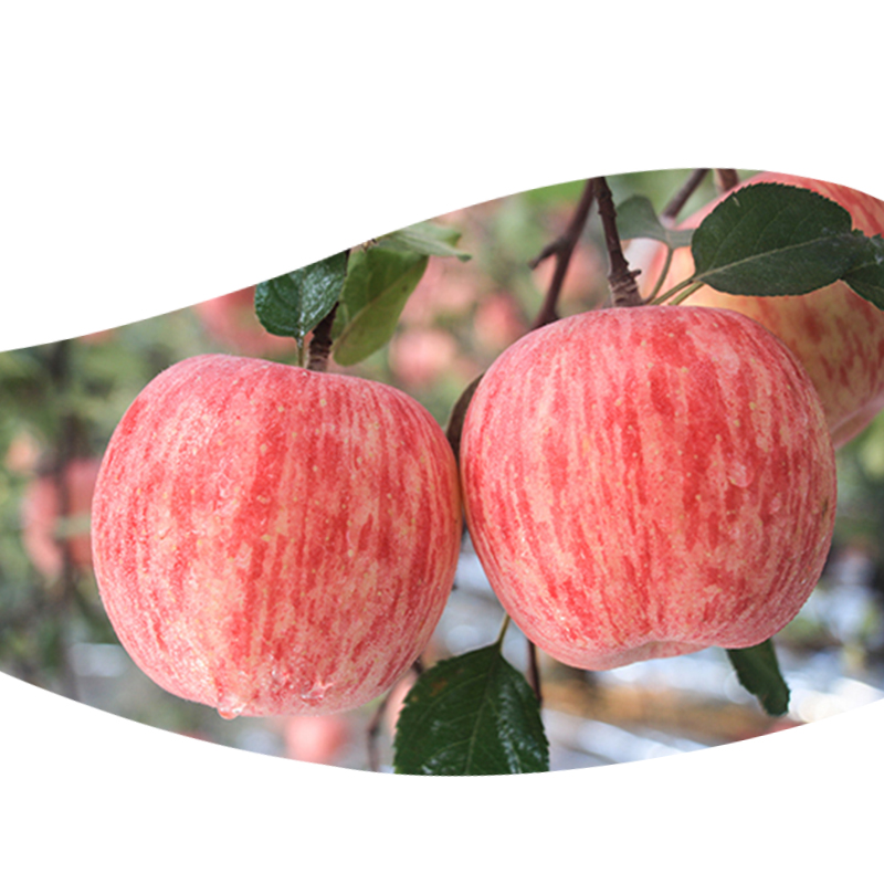 AGOLYN вкусные и сочные красных яблок фуцзи (Fuji Apple оптовая продажа