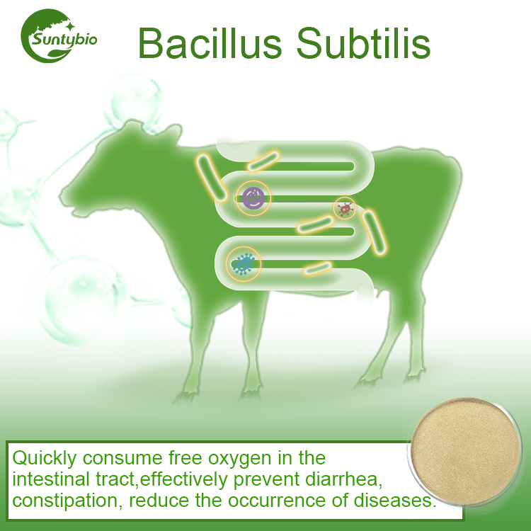 Поставка корма, захватывающий высококачественный Bacillus Subtilis