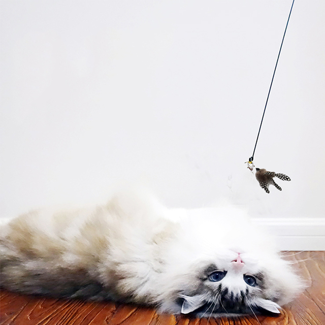 Smart Black Steel Wire Volume Goose Feather Funny Cat Stick Fishing Rod-Tease Cat Toy Combination Feather Cat Toy