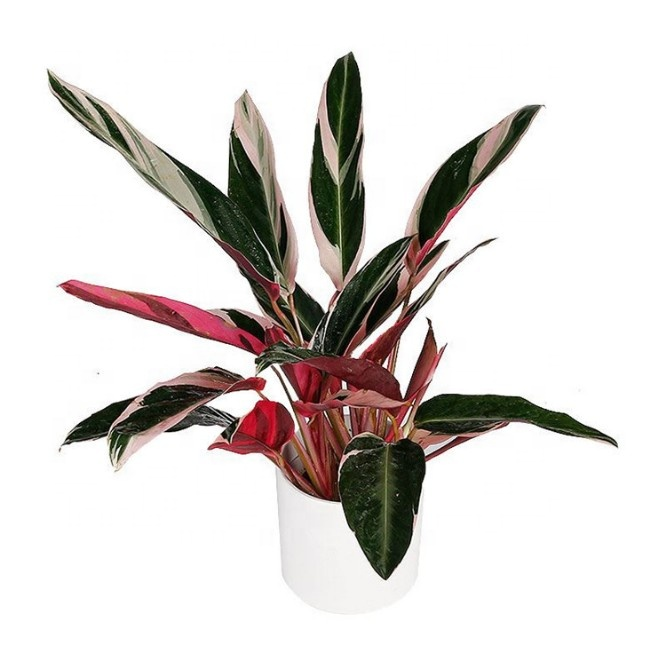 Настоящие растения Calathea triostar/Stromanthe сангвине triostar