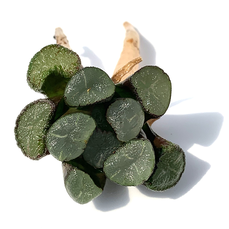 Для домашних мини-суккулентов Echeveria