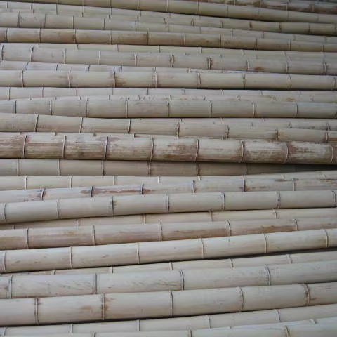 Raw Bamboo Poles