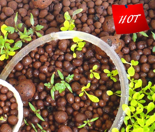 Hot sale ceramsite Hydro Clay Pebbles Orchid
