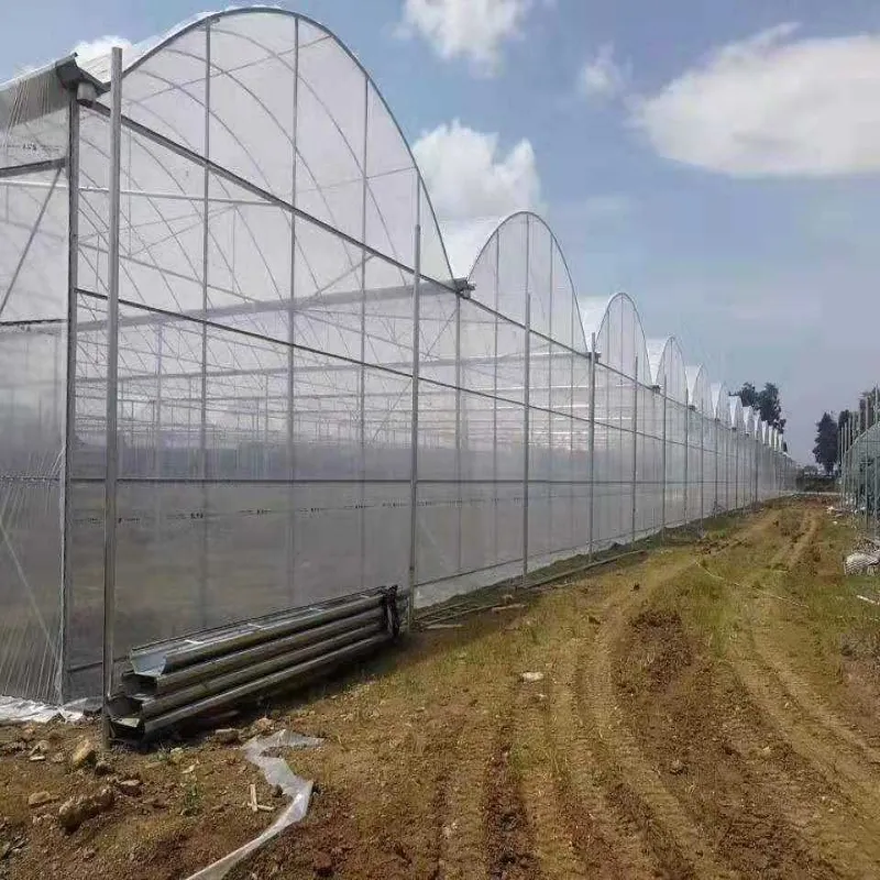 Hot Selling and Durable tomato solar multi-span greenhouses