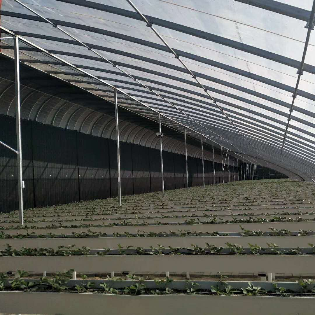 China Solar Greenhouse with Back wall for Cold Weather for Vegetable Cultivation China