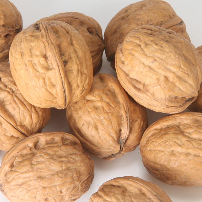 Walnuts In shell