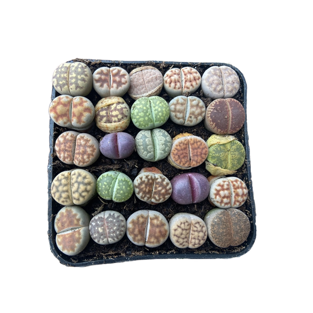 Прямая продажа с завода, низкая цена, бонсай, суккулент, растение Lithops
