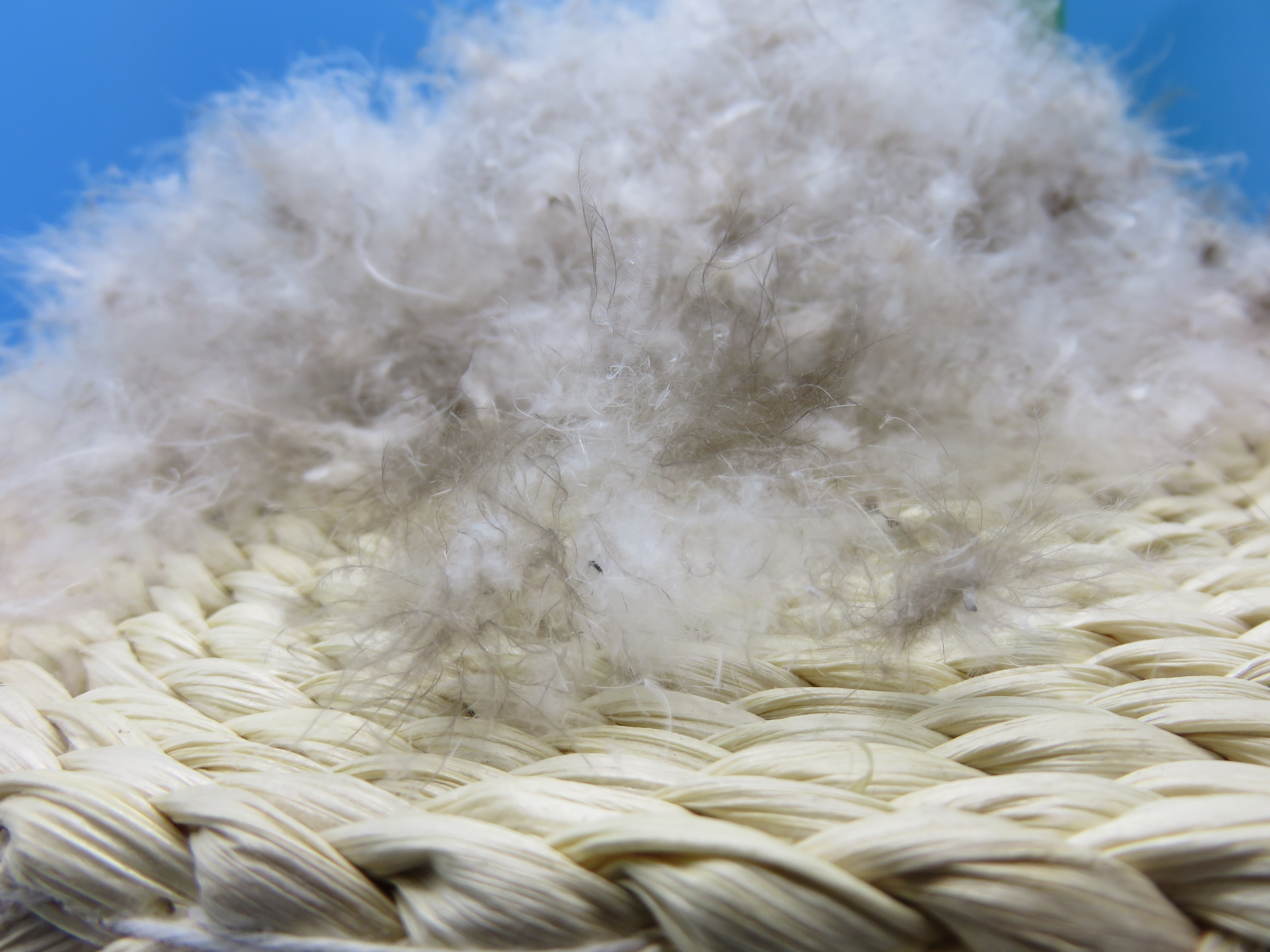 Wholesale High Quality 90% Washed Grey Duck down Feather China Standard Machine Washable Hot Sale Duck down Product