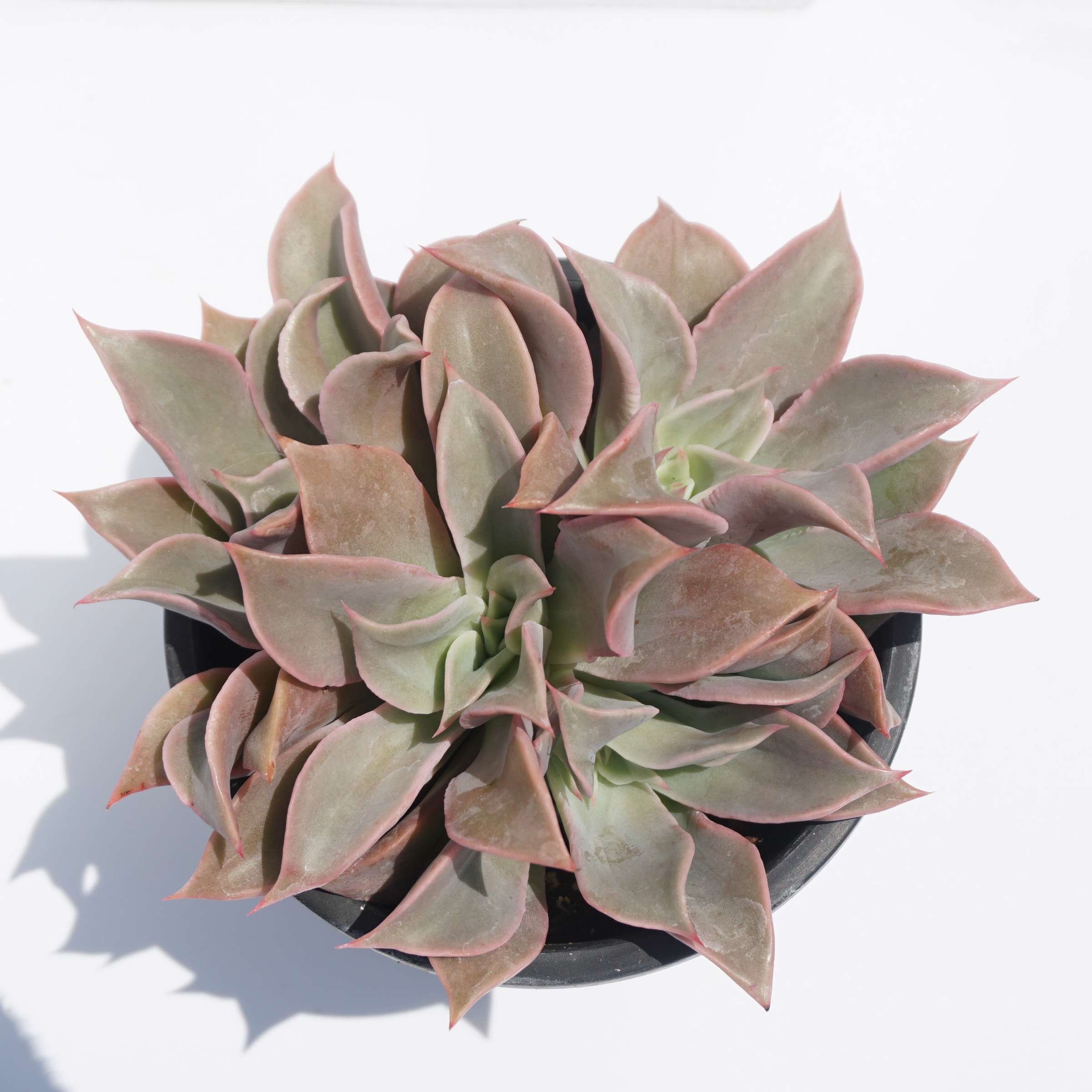 Indoor plants natural wholesale mini plant greenovia variegated rare succulent plant