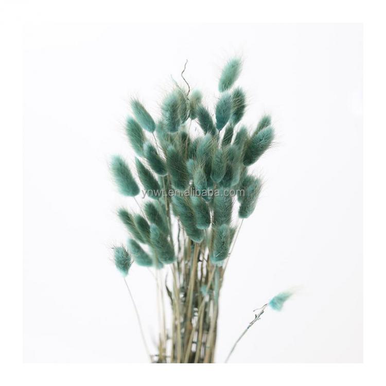 Factory Direct Wholesale Wedding Home Decoration Best Natural Dry Rabbit Tail Bunny Tail Real Lagurus Flower