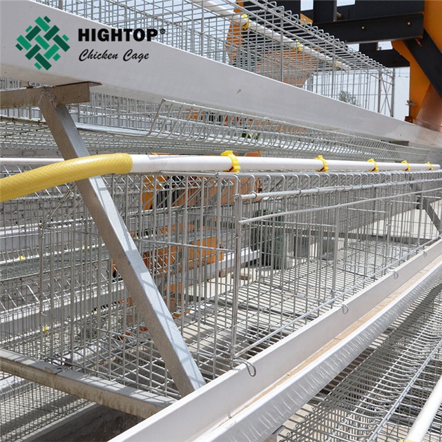 4 уровня а тип курица автоматический слой батареи клетки системы для продажи