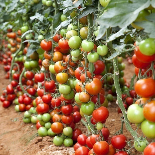 New 100Pcs/Pack High Quality Vegetable Greek Tomato Seeds Heirloom Sweet Gardening Seeds For Open Field Planting