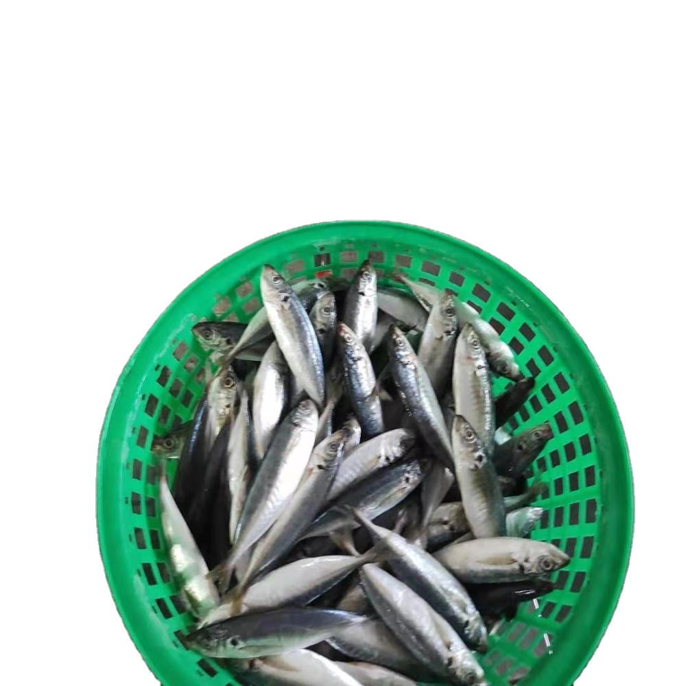 Хорошее качество size12-14fish/кг land замороженная тушка скумбрии круглая ставрида рыба «Холодное сердце»