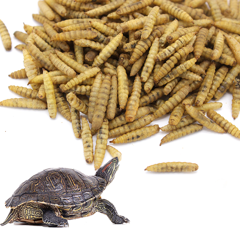Dried black soldier fly mealworms for bird and aquarium fish and turtle food