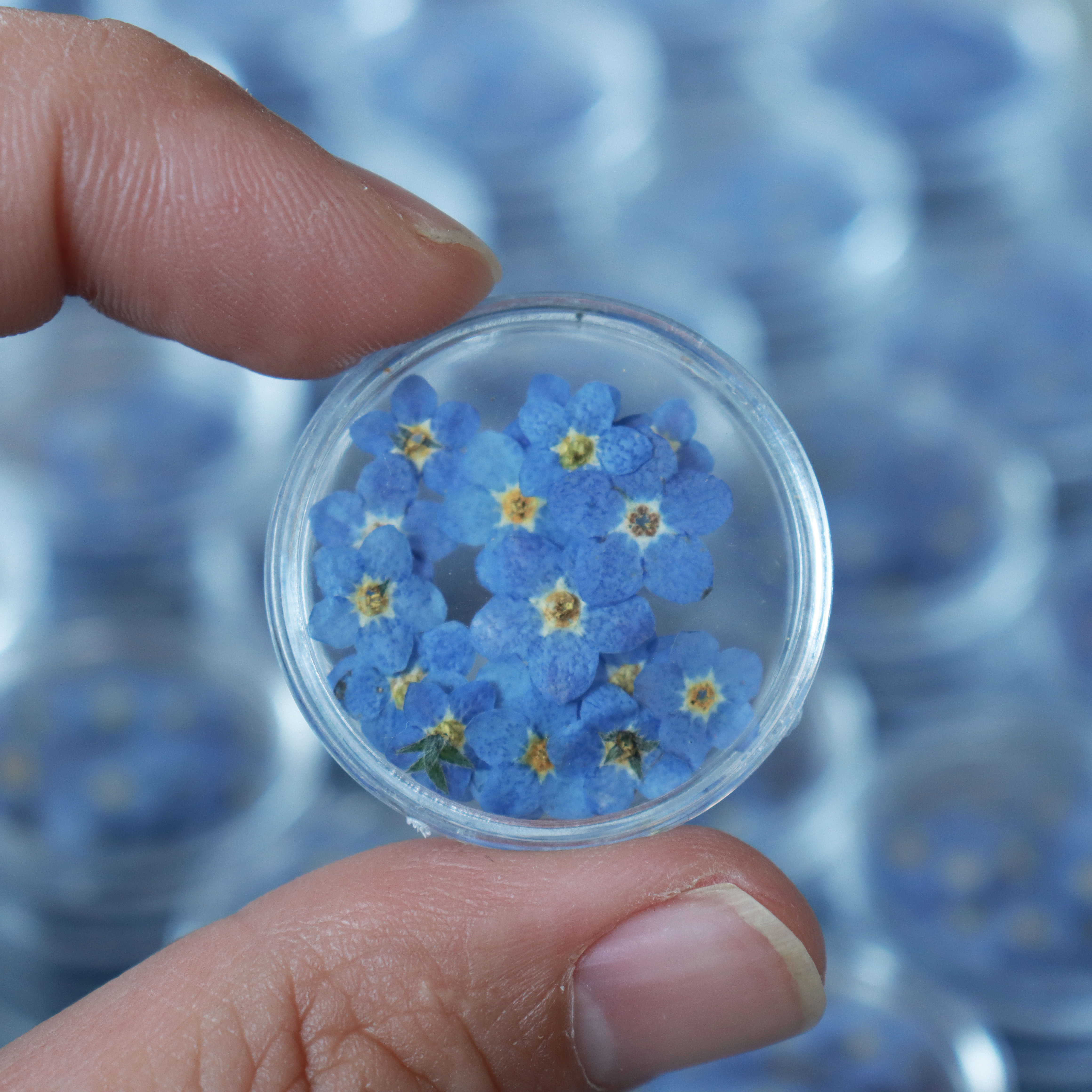 M001 Floral Resin Jewelry Nail Dried Flowers Stickers Forget Me Not bulk Dried Pressed Flowers dry flowers for resin