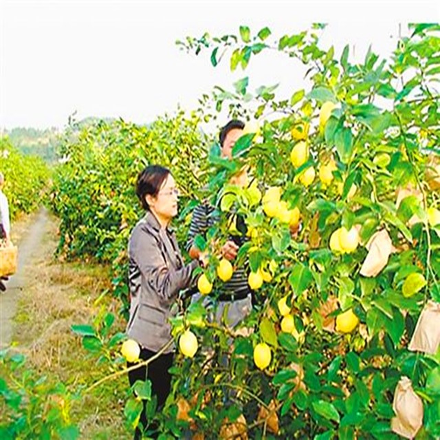 China Grown Yellow Fruit Frozen Lemon Quick Delivery Top Sale Guaranteed Quality Lemon Navel Fresh Juicy Lemon