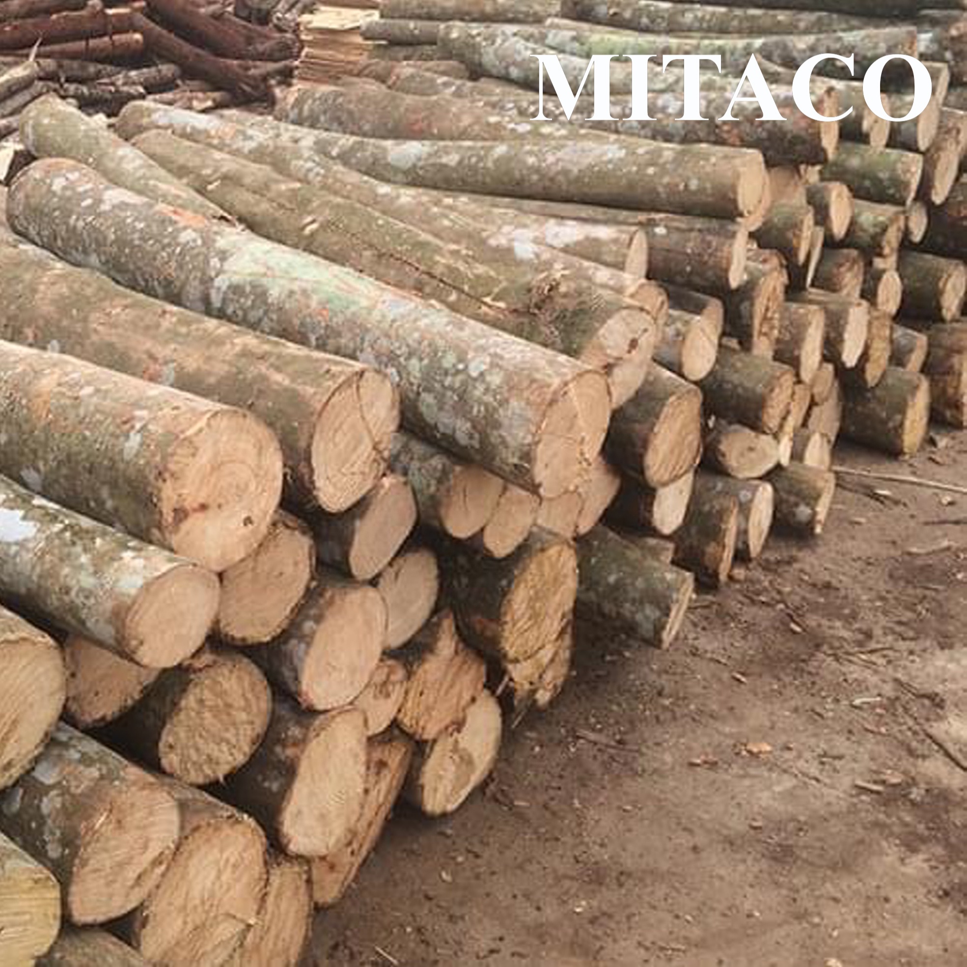 Высококачественные деревянные бревна акации от MITACO во Вьетнаме