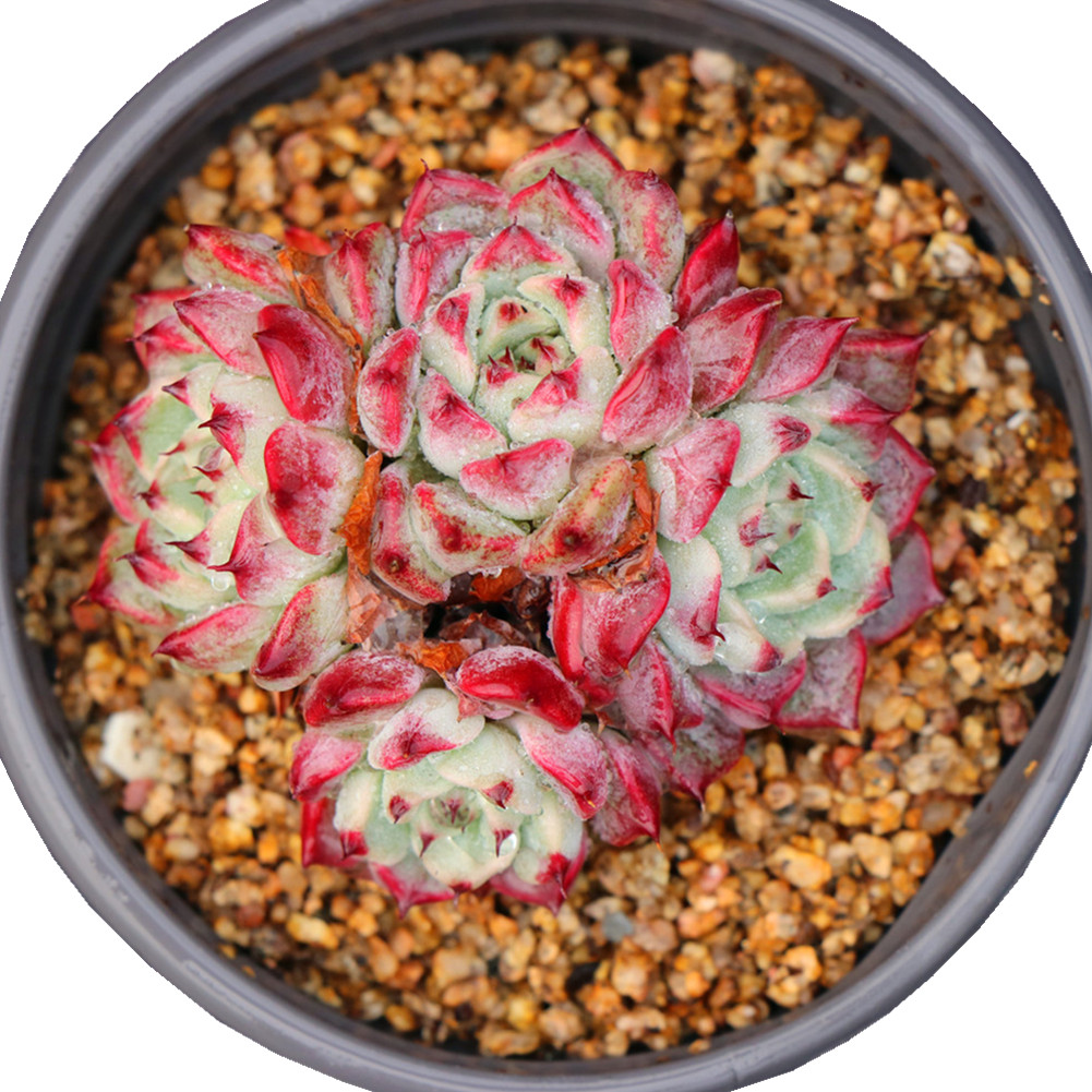 Горячая Распродажа, Echeveria Sara Himebotan, корейские Редкие суккуленты