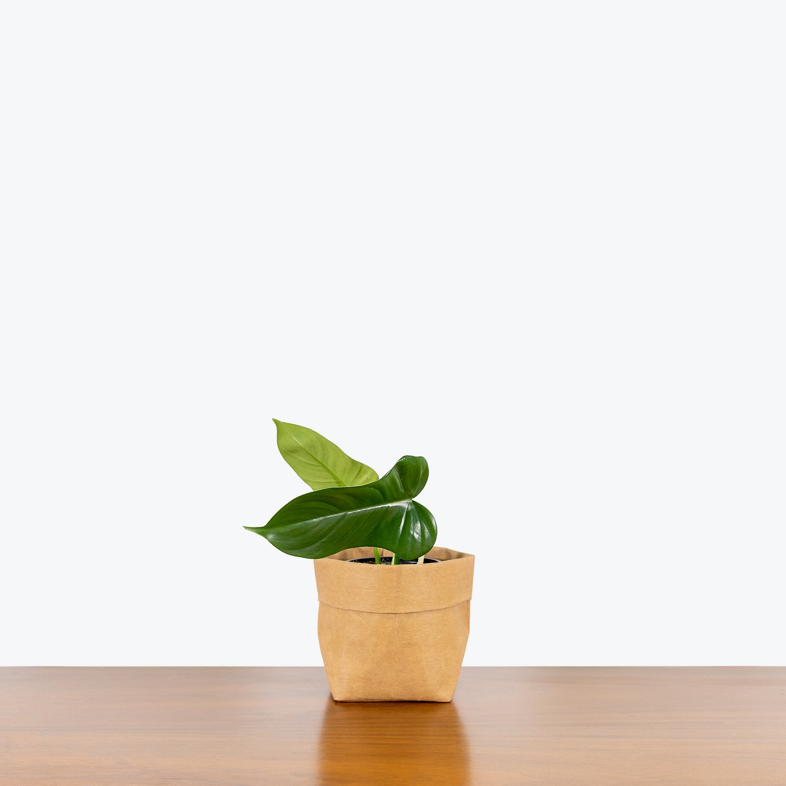 Wholesale plant farm natural plants live Horsehead Philodendron or Philodendron Bipennifolium plant for indoor decor