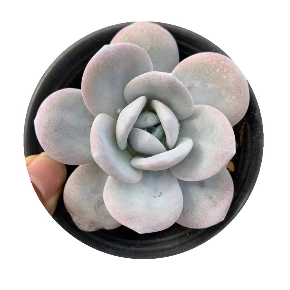 WB11 Echeveria Laui комнатное растение живое растение живые суккуленты живые комнатные мини натуральные бонсай цветы