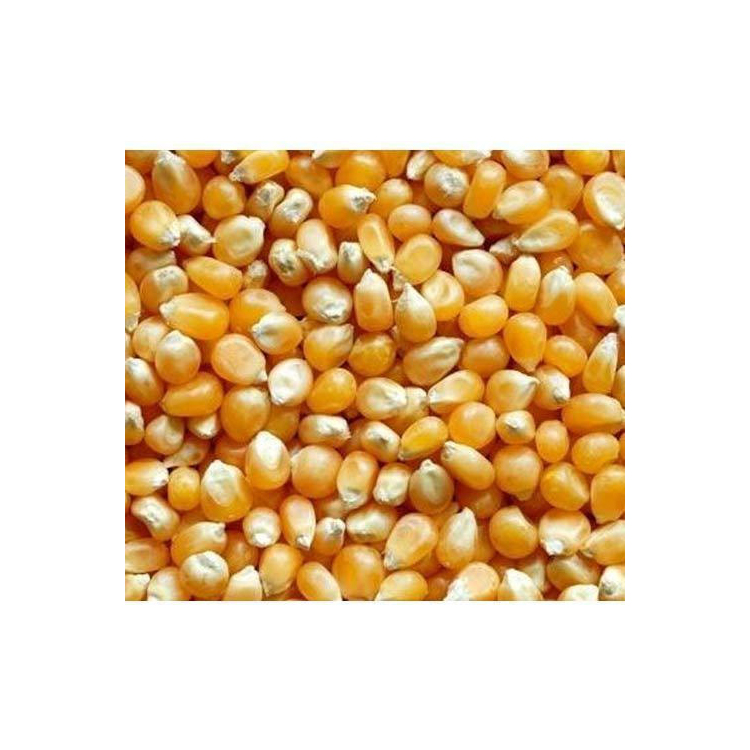 Bulgarian Corn Wholesale Good Quality At Factory Price Bulgarian Origin Bulk