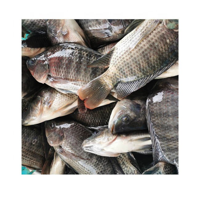 Fish Feed For Tilapia