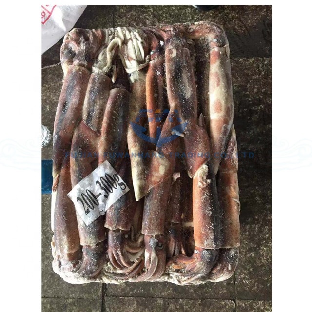 Замороженный кальмар illex, wr, замороженный кальмар, 200/300, 12,5 кг