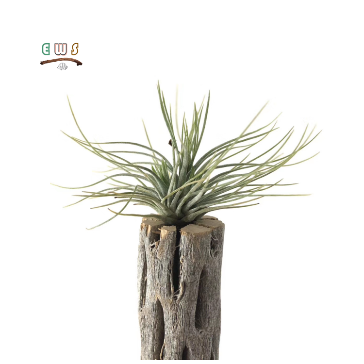 Aquarium Accessories Porous Planter Shrimp wood Flowerpot Cholla Wood With Plant