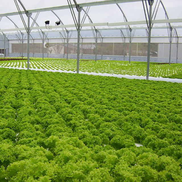 China supplier multi-span Venlo glass green houses 8 meters for farm