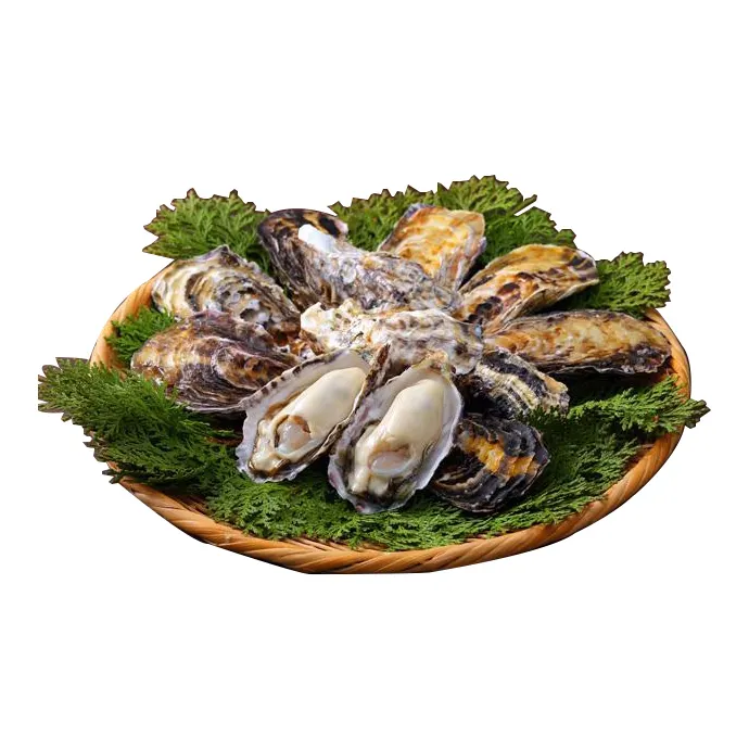 Harima area Japan reasonable packaging frozen oyster seafood price