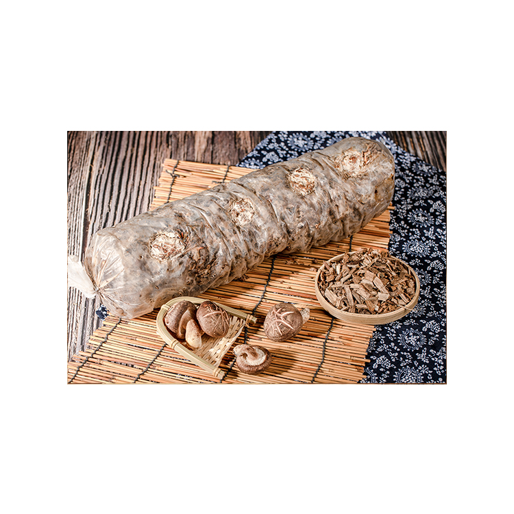 Темно-коричневый цилиндр, твердые грибы, культивирование грибов Shiitake, бревна грибов